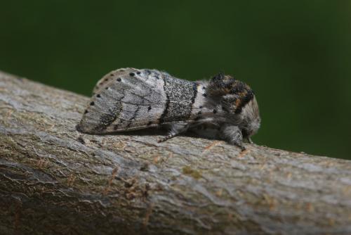 Furcula bifida